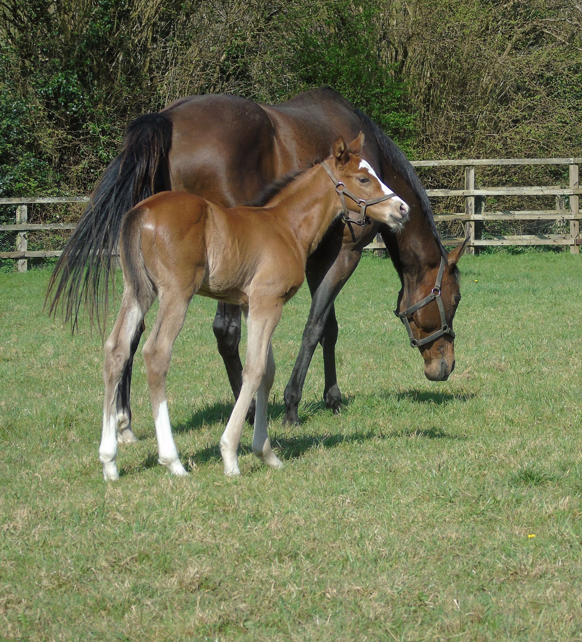 2026 colt by Havana Grey